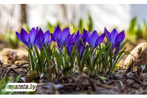 Порадует ли погода белорусов сегодня теплом, рассказали в Белгидромете