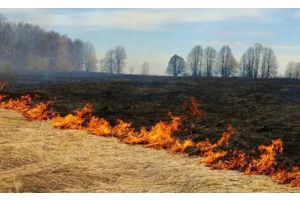 Горит трава – страдают все