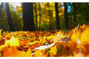 Теплая и без осадков погода ожидается сегодня в Беларуси