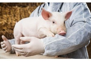 В Молодечненской районной ветеринарной станции напомнили об актуальности африканской чумы