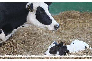 В Беларуси утверждены размеры надбавок сельхозпроизводителям в 2026 году