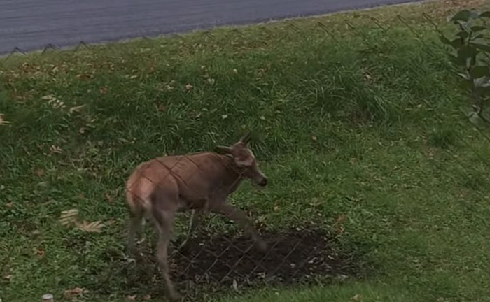 Диагноз бешенства не подтвержден