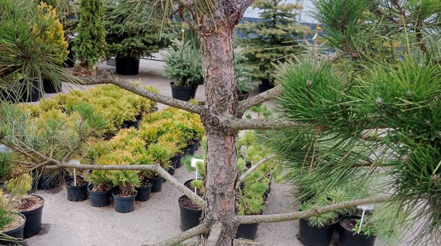 КГК приостановил работу ряда торговых точек Минской области по продаже посадочного материала